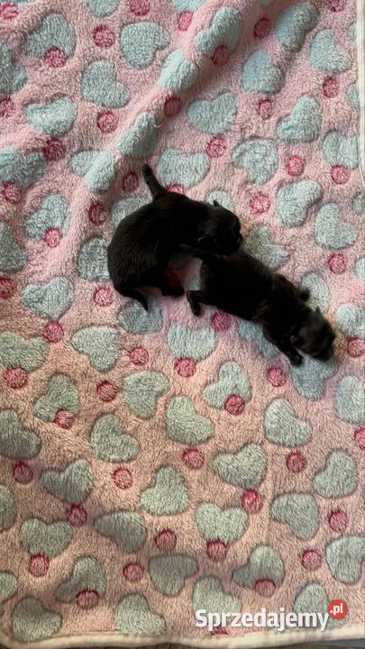 Szpic miniaturowy pomeranian Poniszowice