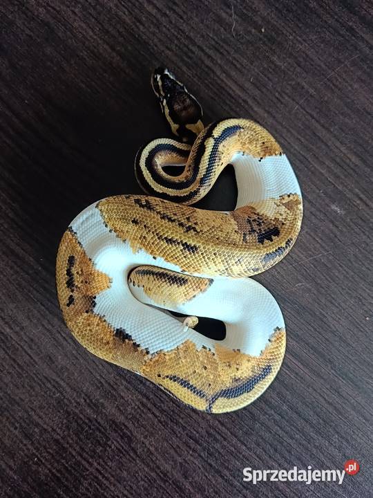 Pyton Regius Pastel Pied samiec Zwierzęta Zabrze sprzedam