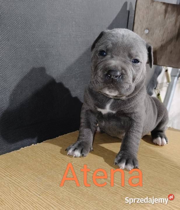 American PitBull Terrier Żupawa sprzedam