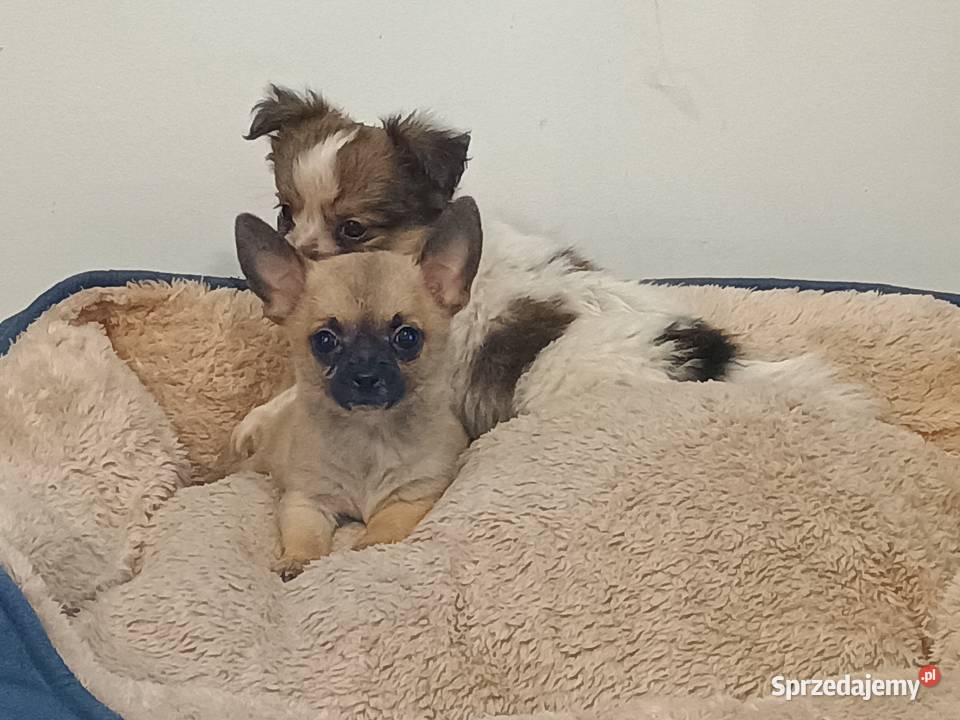 Chihuahua pieski Września
