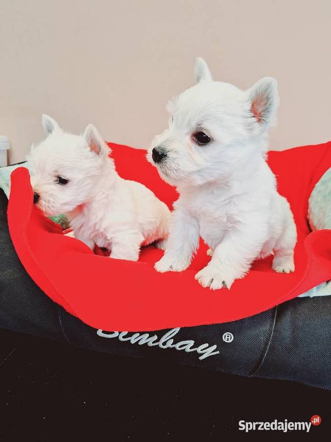 West suczki I pieski