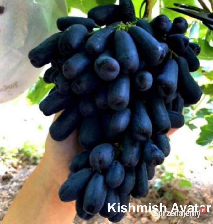 Sadzonki obiecujących odmian winogron Warszawa