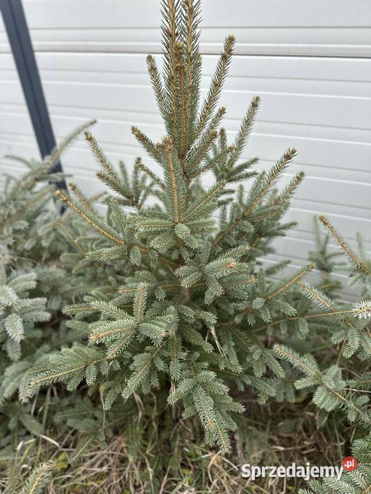 Choinki Bożonarodzeniowe jodła kaukaska Boże Narodzenie mazowieckie sprzedam