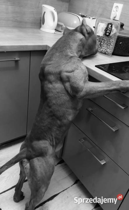 Pitbull Rednose Reproduktor Chodzież