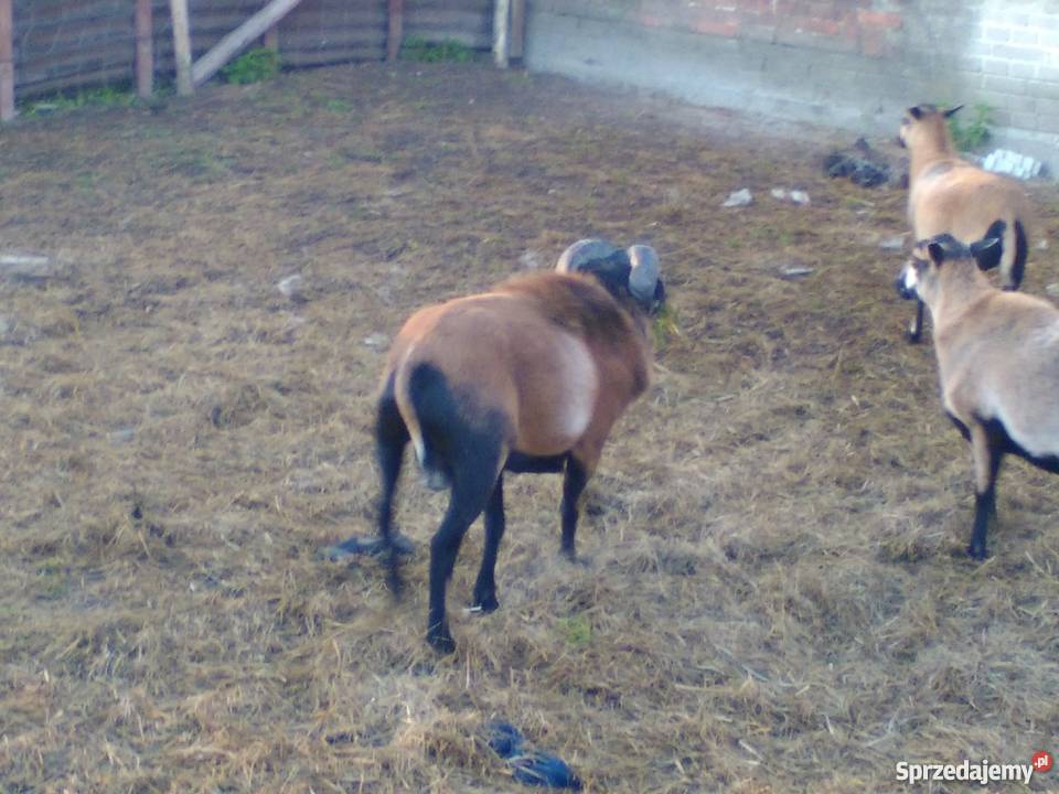 Sprzedam barana kamuruńskiego Jusaki-Zarzeka