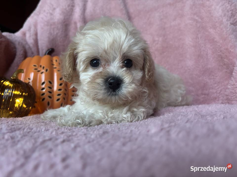 Sunia Maltipoo F1 biszkoptowa Zwierzęta Częstochowa