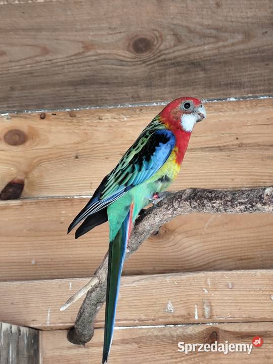 Rozella samiczka Stanisławów