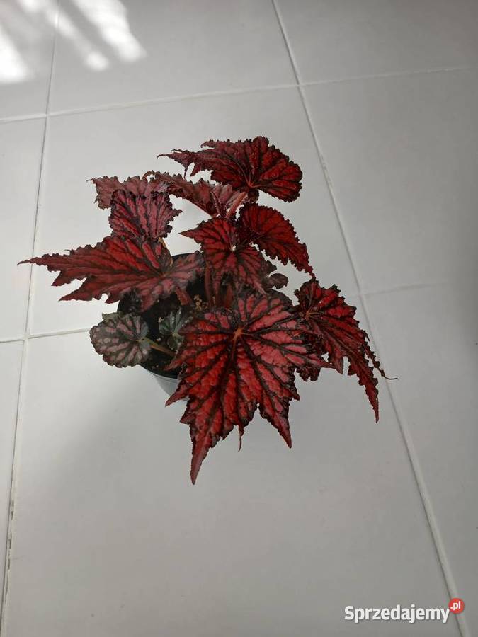 Begonia Rex RED BLACK Częstochowa