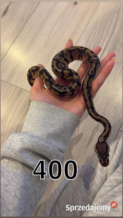 Pytony boa Sulejówek