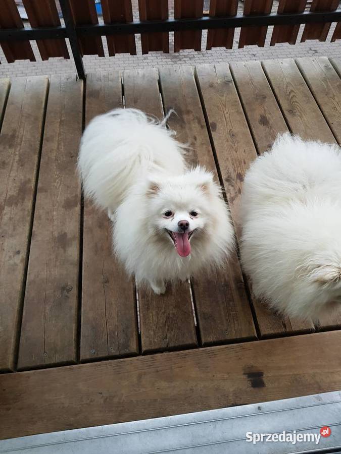 szpic miniaturowy pomeranian Białystok sprzedam