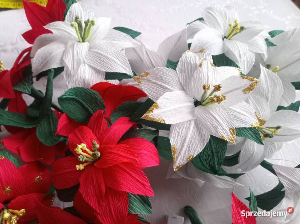 Małe gwiazdy betlejemskie Gorlice