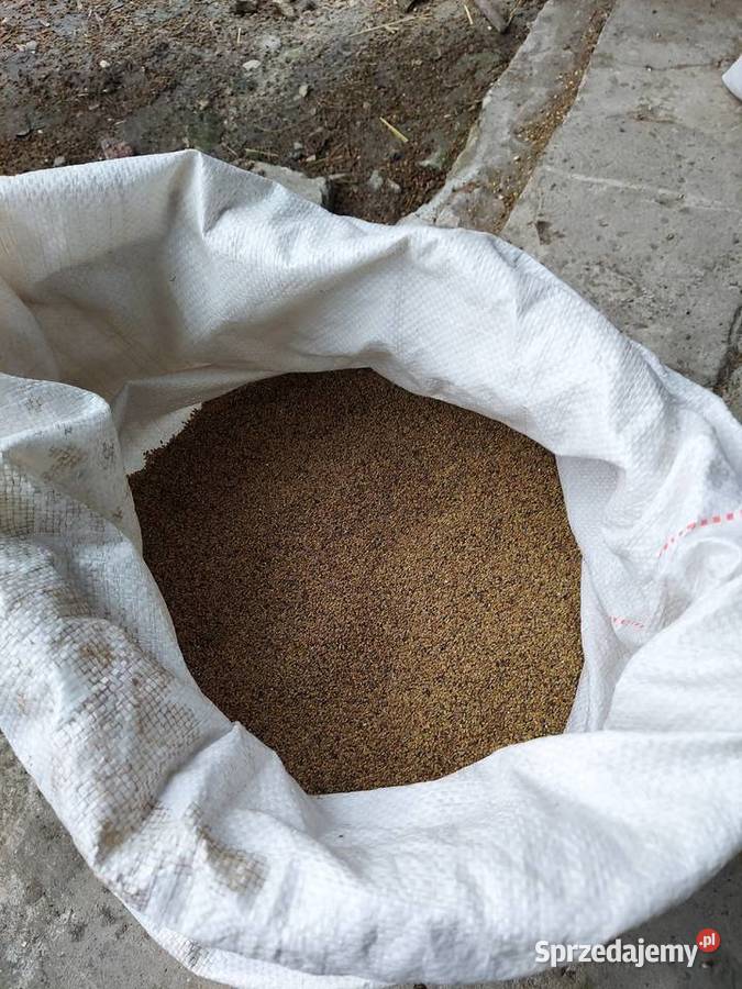 Nasiona Lucerny 2021