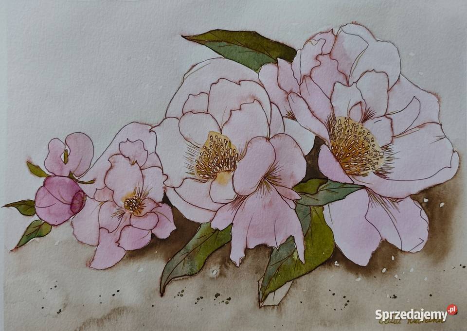 Akwarela Akwarelka Obraz pt Peonie