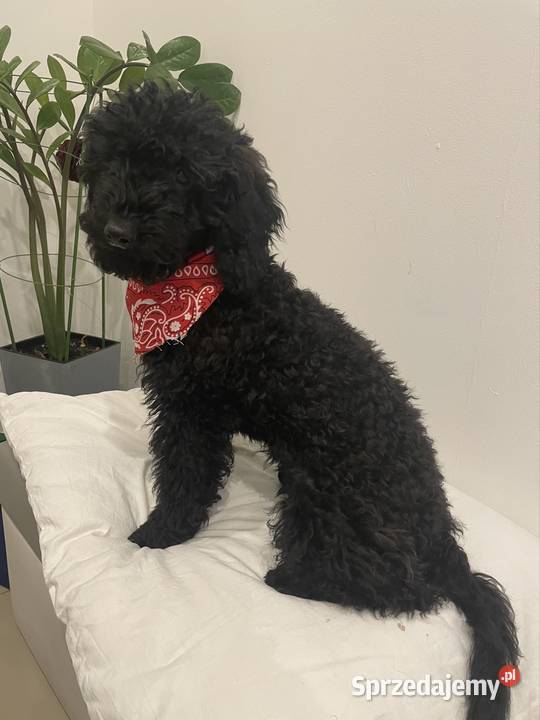 Pudel Miniaturowy piesek Danio Ostrożnica