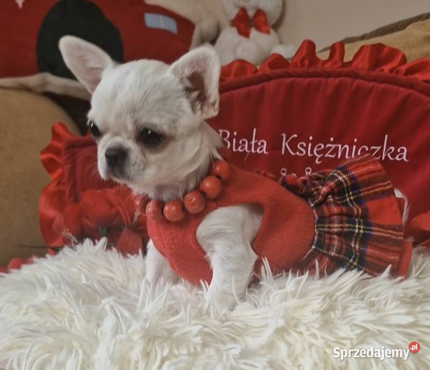 Chihuahua przepiękna dziewczynka Złocieniec