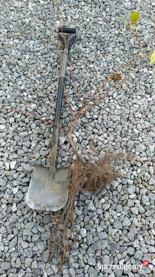 Sprzedam Sadzonki Winogrona Odmiany Swedson Red Chynów