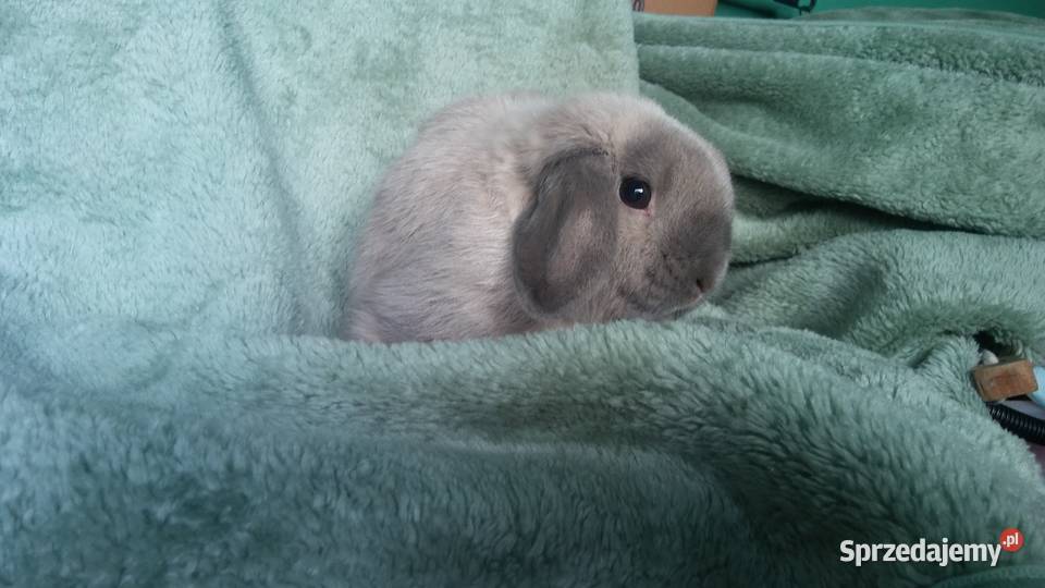 Mini lop seal point piękny reproduktor okazja Kraków