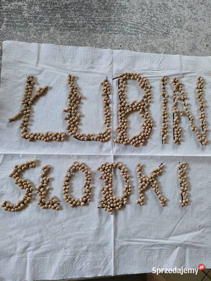 Łubin słodki opolskie Olesno