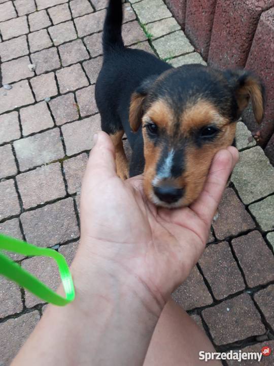 Oddam małego pieska teriera podkarpackie Bircza