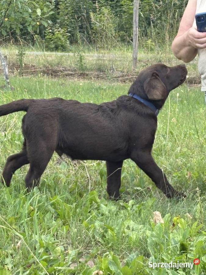 Labrador czekoladowy szczenię Bogumiłowice
