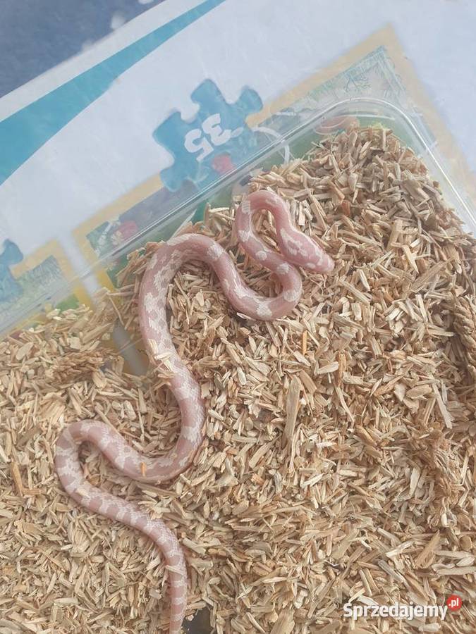 Węże królewskie zbożowe heterodony Pasłęk