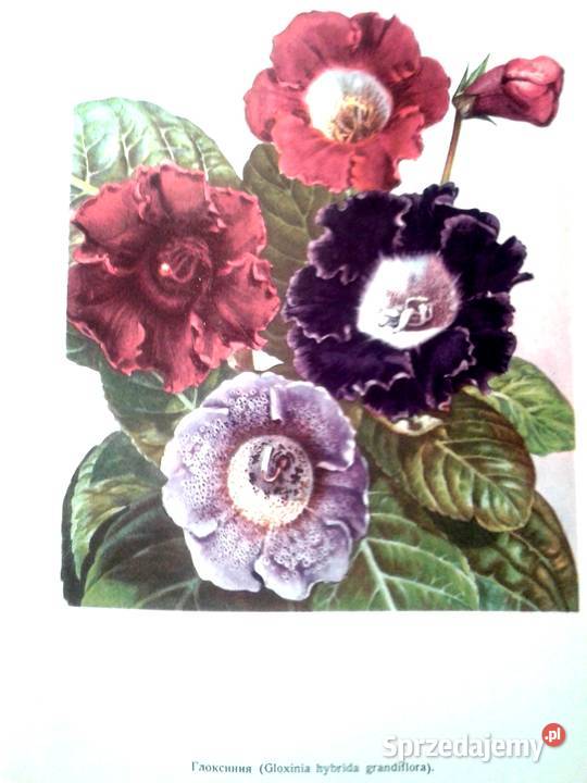 Kwiaciarstwo książka z czasów Stalina małopolskie Kraków