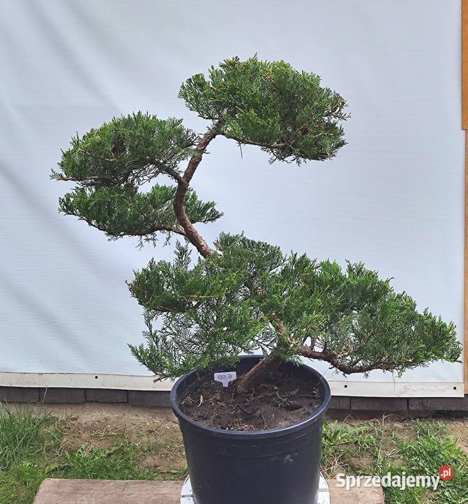 Bonsai Niwaki jałowiec Medynia Łańcucka