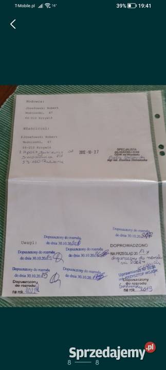 Ogier konik polski z licencją Sieroszowice