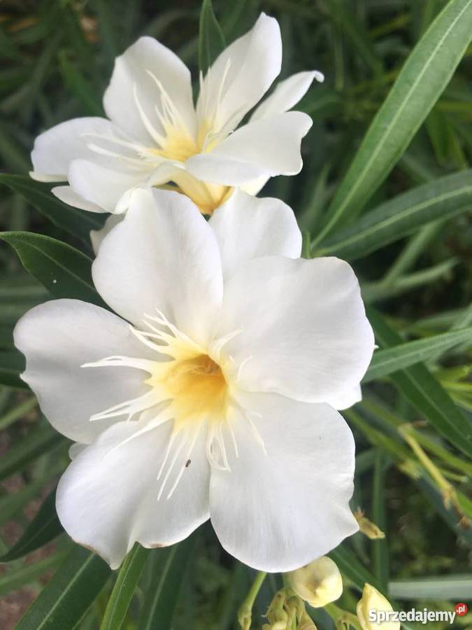 Sadzonki oleander Brzeźnica