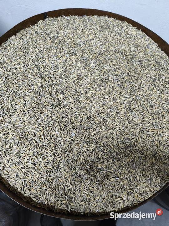 Owies tegoroczny śruta Rymanów