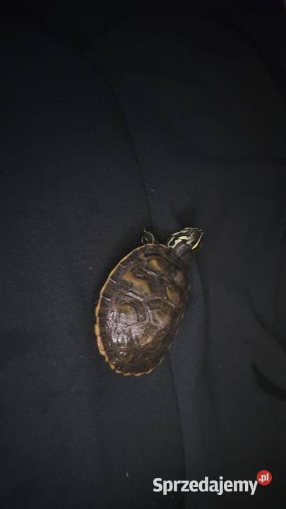 Żółw wodnolądowy Leżajsk sprzedam