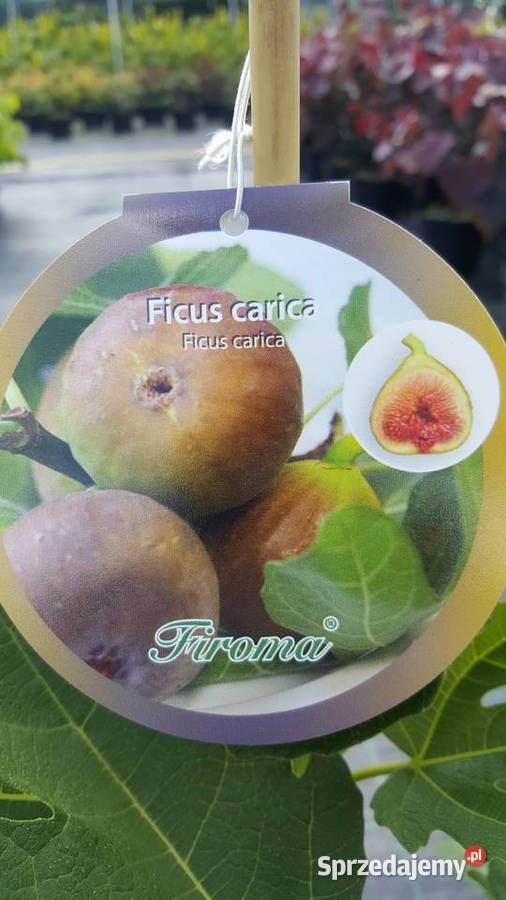Figowiec Figa Ficus Rośliny Simoradz