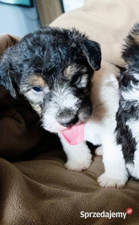 Foksterier tricolor szorstkowłosy Sokołów Podlaski