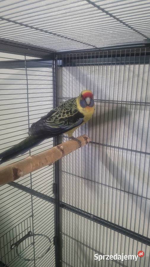 Papugi rozelle kaledońskie Ptaki Wieliczka