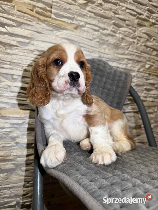 Cudowny piesek Cocker Spaniel Angielski Orange