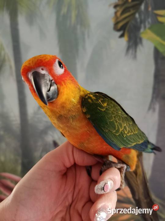 Papuga konura słoneczna ręcznie karmiona Miastko
