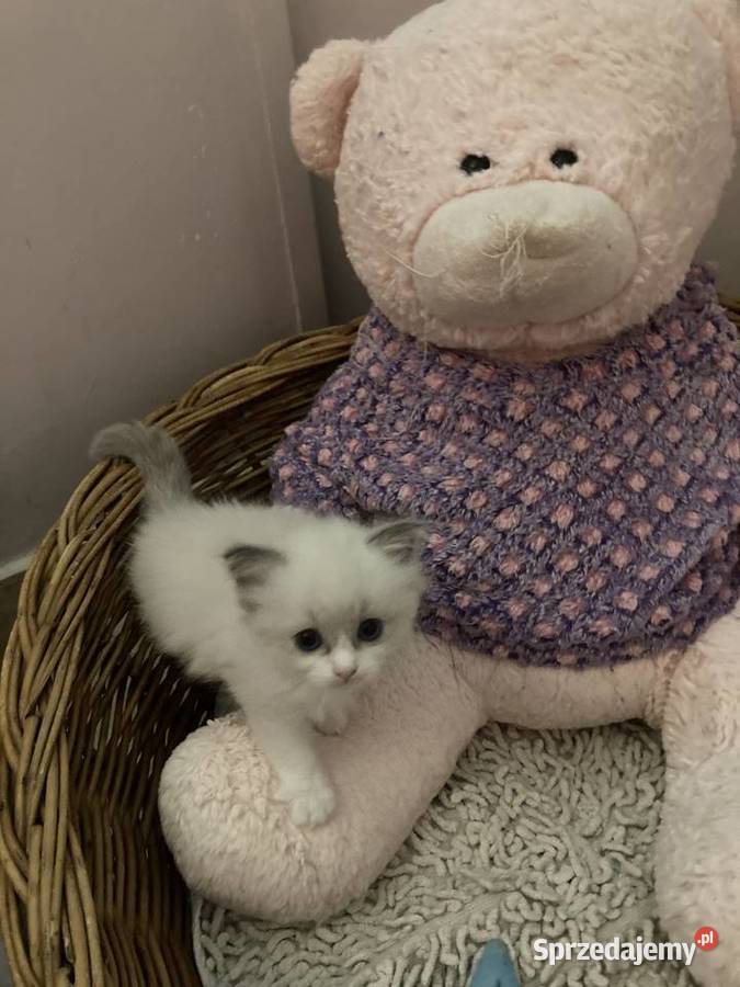 Kocięta rasy ragdoll Zwierzęta Świerklaniec