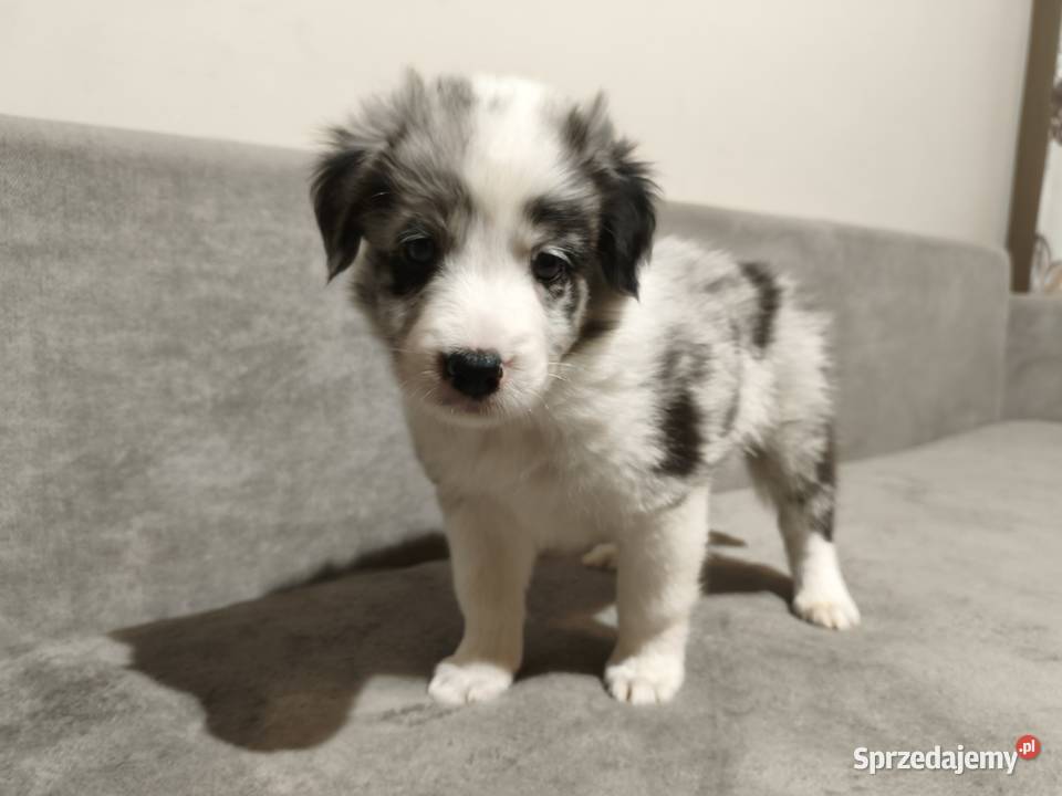 Piesek Border collie blue merle z rodowodem z Rymanów