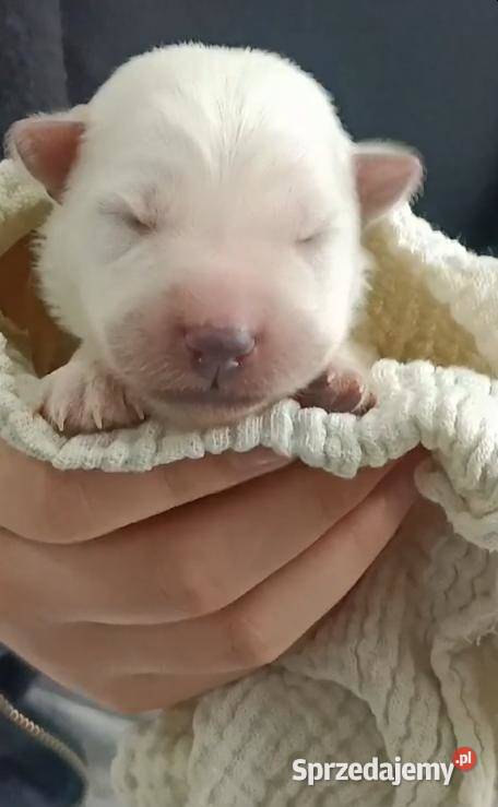 Biały Owczarek Szwajcarski Owczarek dolnośląskie Kłodzko