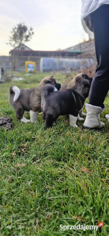 Akita Amerykanska FCI piesek zkwp Olkusz