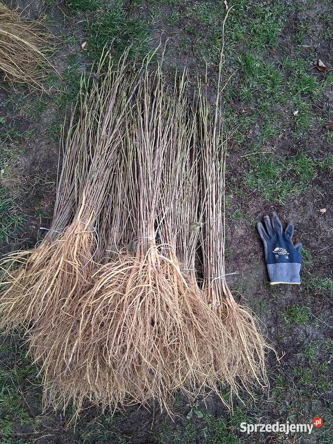 Sadzonki morwy biała czarna hibiskusa i Katalpa Końskowola