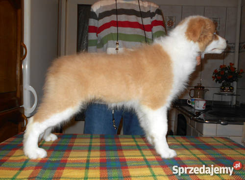 Border Collie rodowodowe szczeniaki z metryką Psy Otwock