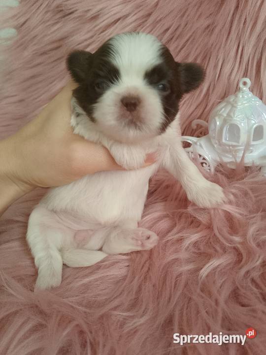 Biało czekoladowa suczka rasy ShihTzu Namysłów sprzedam