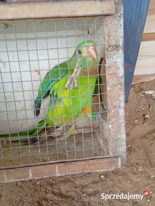 Samczyk barabandy Zduńska Wola