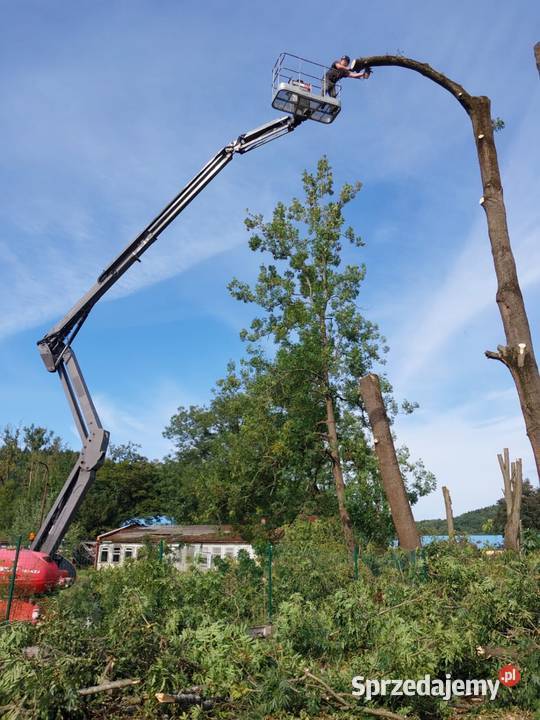 Wycinka ścinka drzew czyszczenie działek usługi Wojnicz