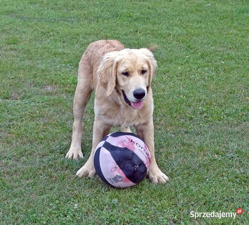 Golden retriever Golden Retriever Przysucha sprzedam