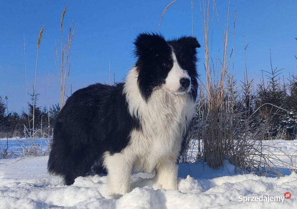Prześliczna Suczka BORDER COLLIE pełna dok super Iwonicz