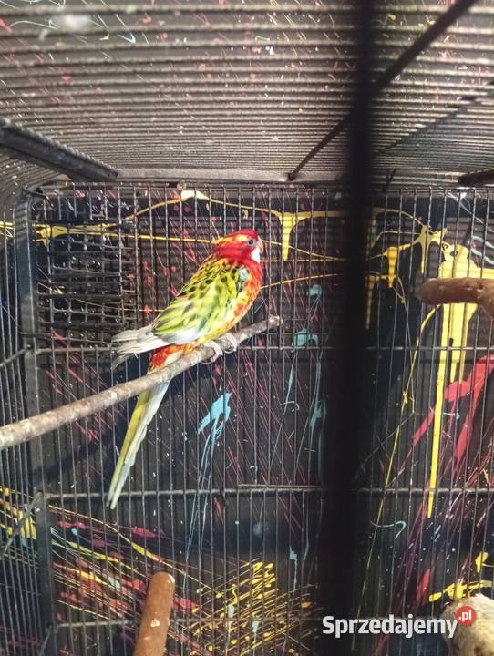 Ptaki opolskie Strzelce Opolskie