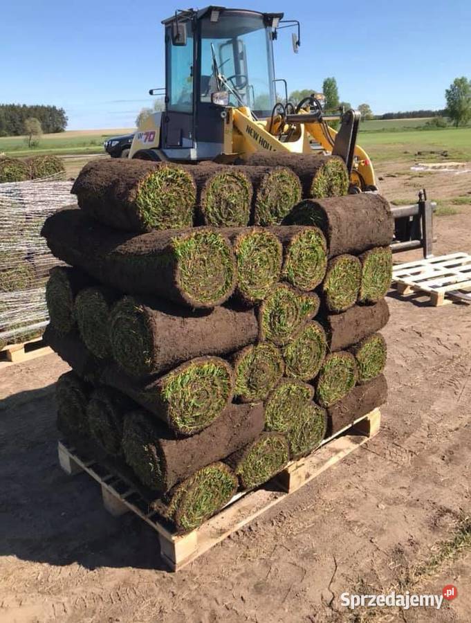 40m trawa w rolce Plantacja Goleniów
