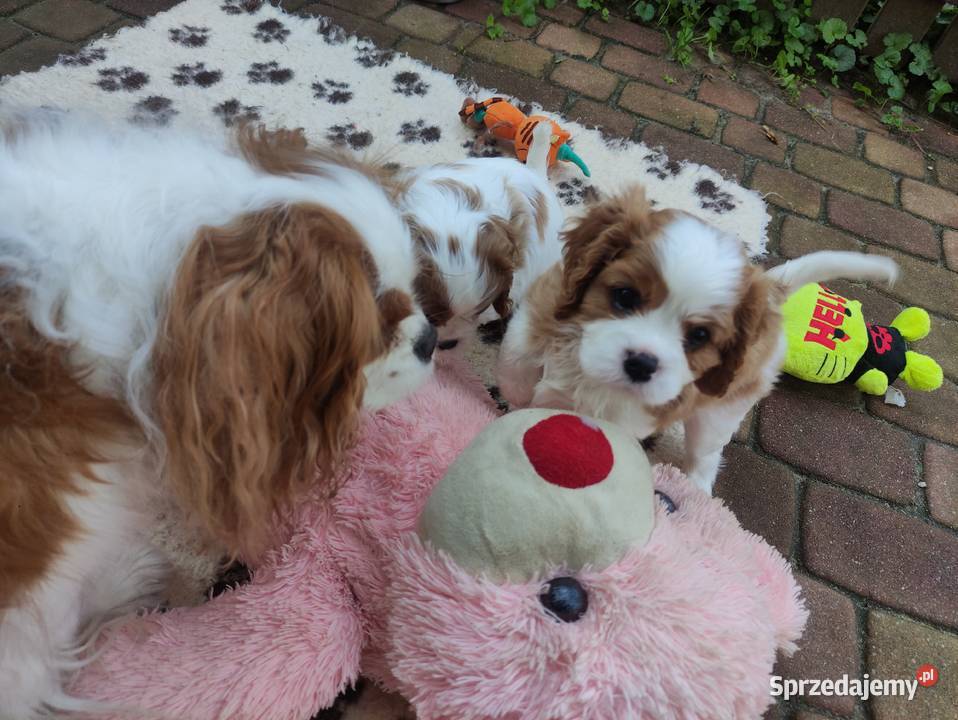 Cavalier king charles spaniel FCI ZKwP Klonowo